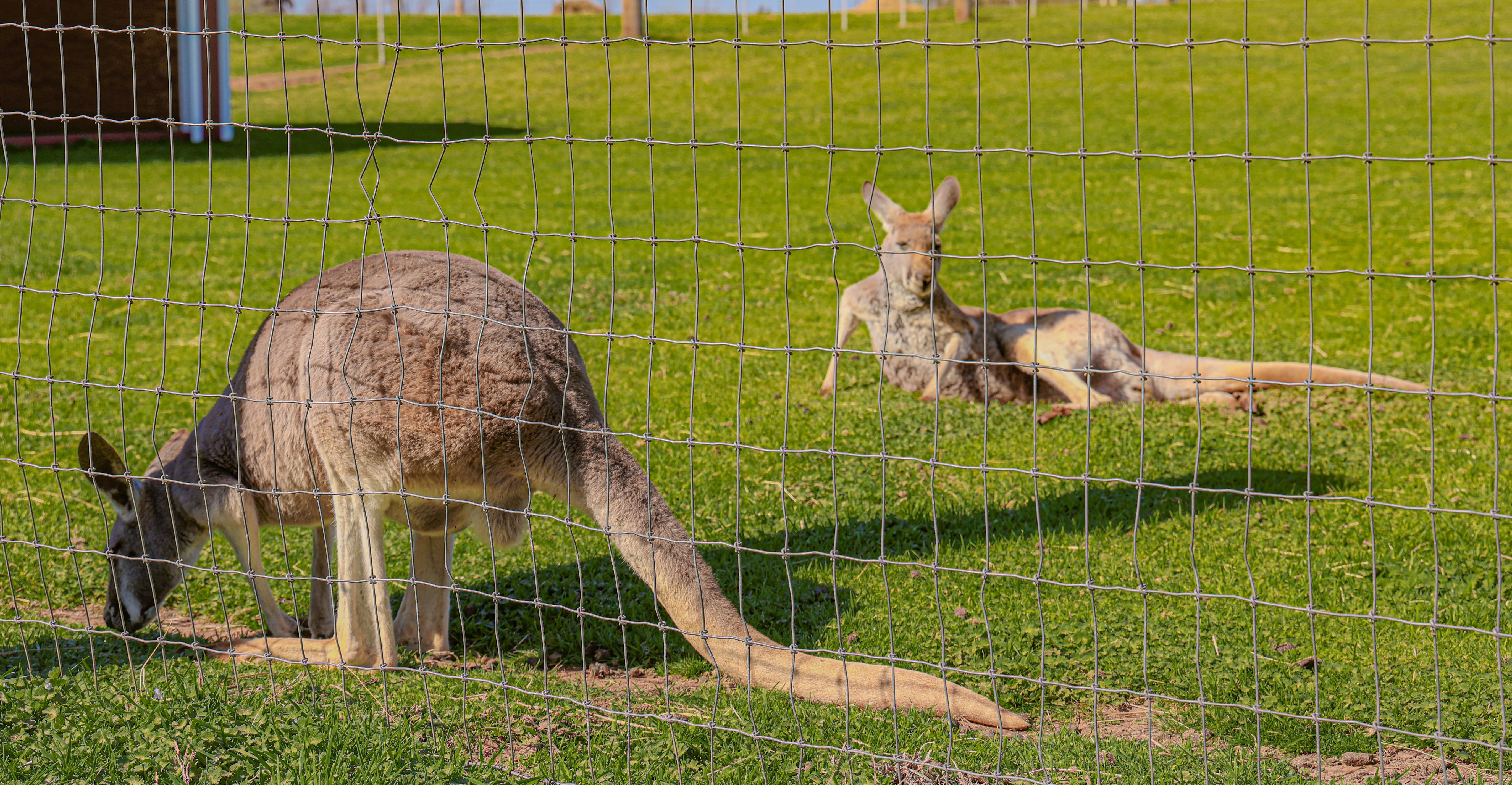 Two resident kangaroos at Lost Creek Safari.