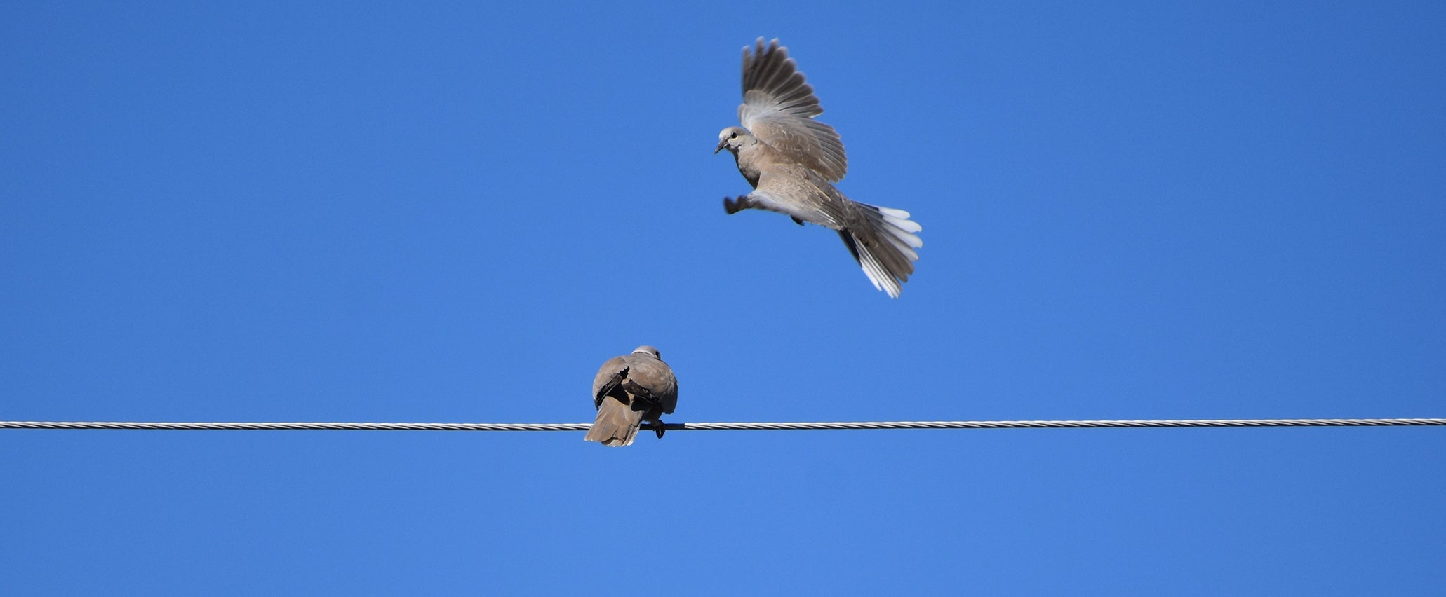Doves on a power line