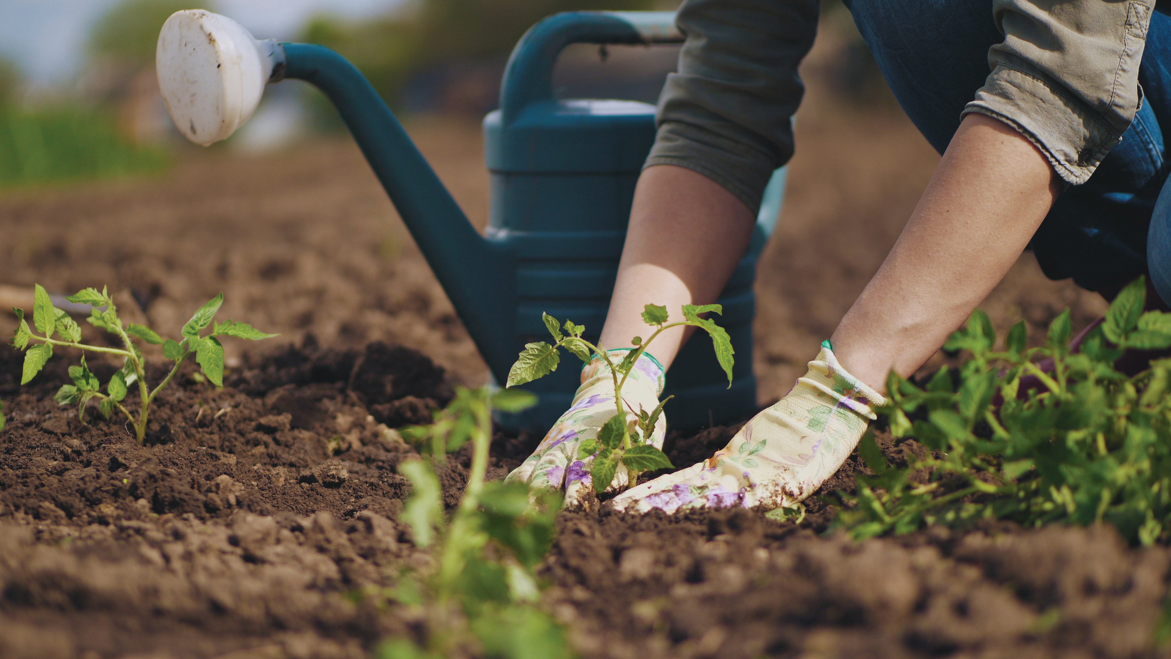 Person gardening