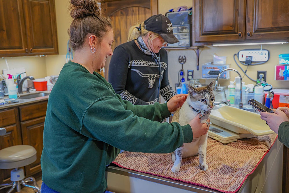 Cedar Ridge Vet team examining a cat.